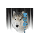 もじゃハスキー レイ2（個別スタンプ：9）