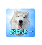 もじゃハスキー レイ2（個別スタンプ：12）