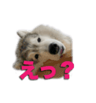 もじゃハスキー レイ2（個別スタンプ：14）