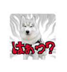 もじゃハスキー レイ2（個別スタンプ：16）