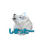 もじゃハスキー レイ2（個別スタンプ：19）