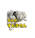 もじゃハスキー レイ2（個別スタンプ：21）