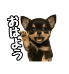 日常会話verチワワ（個別スタンプ：1）