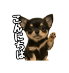 日常会話verチワワ（個別スタンプ：2）