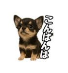 日常会話verチワワ（個別スタンプ：3）