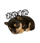 日常会話verチワワ（個別スタンプ：4）