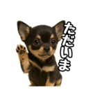 日常会話verチワワ（個別スタンプ：5）