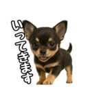日常会話verチワワ（個別スタンプ：6）