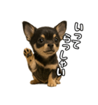 日常会話verチワワ（個別スタンプ：7）