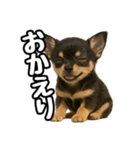 日常会話verチワワ（個別スタンプ：8）