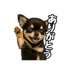日常会話verチワワ（個別スタンプ：9）