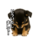 日常会話verチワワ（個別スタンプ：10）