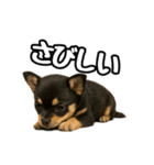 日常会話verチワワ（個別スタンプ：12）