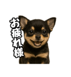 日常会話verチワワ（個別スタンプ：13）