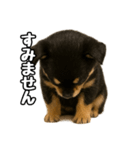 日常会話verチワワ（個別スタンプ：14）