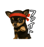 日常会話verチワワ（個別スタンプ：16）