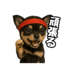 日常会話verチワワ（個別スタンプ：17）