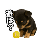 日常会話verチワワ（個別スタンプ：18）