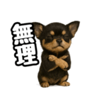 日常会話verチワワ（個別スタンプ：19）