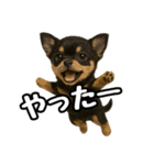 日常会話verチワワ（個別スタンプ：20）
