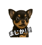 日常会話verチワワ（個別スタンプ：21）