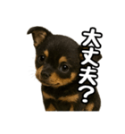 日常会話verチワワ（個別スタンプ：22）