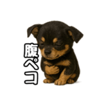 日常会話verチワワ（個別スタンプ：23）