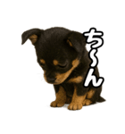 日常会話verチワワ（個別スタンプ：24）