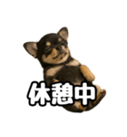 日常会話verチワワ（個別スタンプ：27）