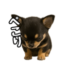 日常会話verチワワ（個別スタンプ：28）