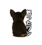 日常会話verチワワ（個別スタンプ：30）
