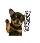 日常会話verチワワ（個別スタンプ：31）