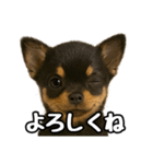 日常会話verチワワ（個別スタンプ：33）