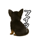 日常会話verチワワ（個別スタンプ：34）