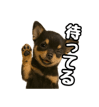 日常会話verチワワ（個別スタンプ：35）