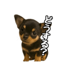 日常会話verチワワ（個別スタンプ：36）