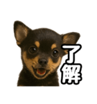 日常会話verチワワ（個別スタンプ：37）