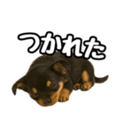 日常会話verチワワ（個別スタンプ：38）