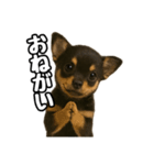 日常会話verチワワ（個別スタンプ：39）