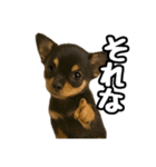 日常会話verチワワ（個別スタンプ：40）