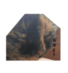 あいまりべるさますたんぷ（個別スタンプ：1）