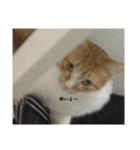 あいまりべるさますたんぷ（個別スタンプ：4）