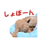 トイプードルのもち25（個別スタンプ：4）