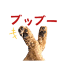 トイプードルのもち25（個別スタンプ：7）