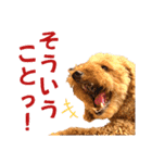 トイプードルのもち25（個別スタンプ：13）