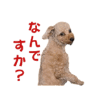トイプードルのもち25（個別スタンプ：21）