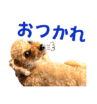 トイプードルのもち25（個別スタンプ：23）