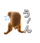 トイプードルのもち25（個別スタンプ：24）