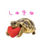 かわいくて使いやすい！ヘルマンリクガメ（個別スタンプ：1）