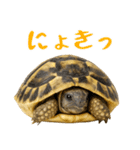 かわいくて使いやすい！ヘルマンリクガメ（個別スタンプ：2）
